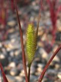 Setaria pumila