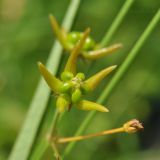 Pycnostelma paniculatum. Часть соцветия. Приморский край, Уссурийский гор. округ, окр. с. Монакино, разнотравный луг на небольшой сопке. 01.07.2017.