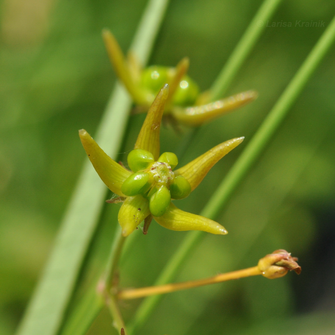 Image of Pycnostelma paniculatum specimen.