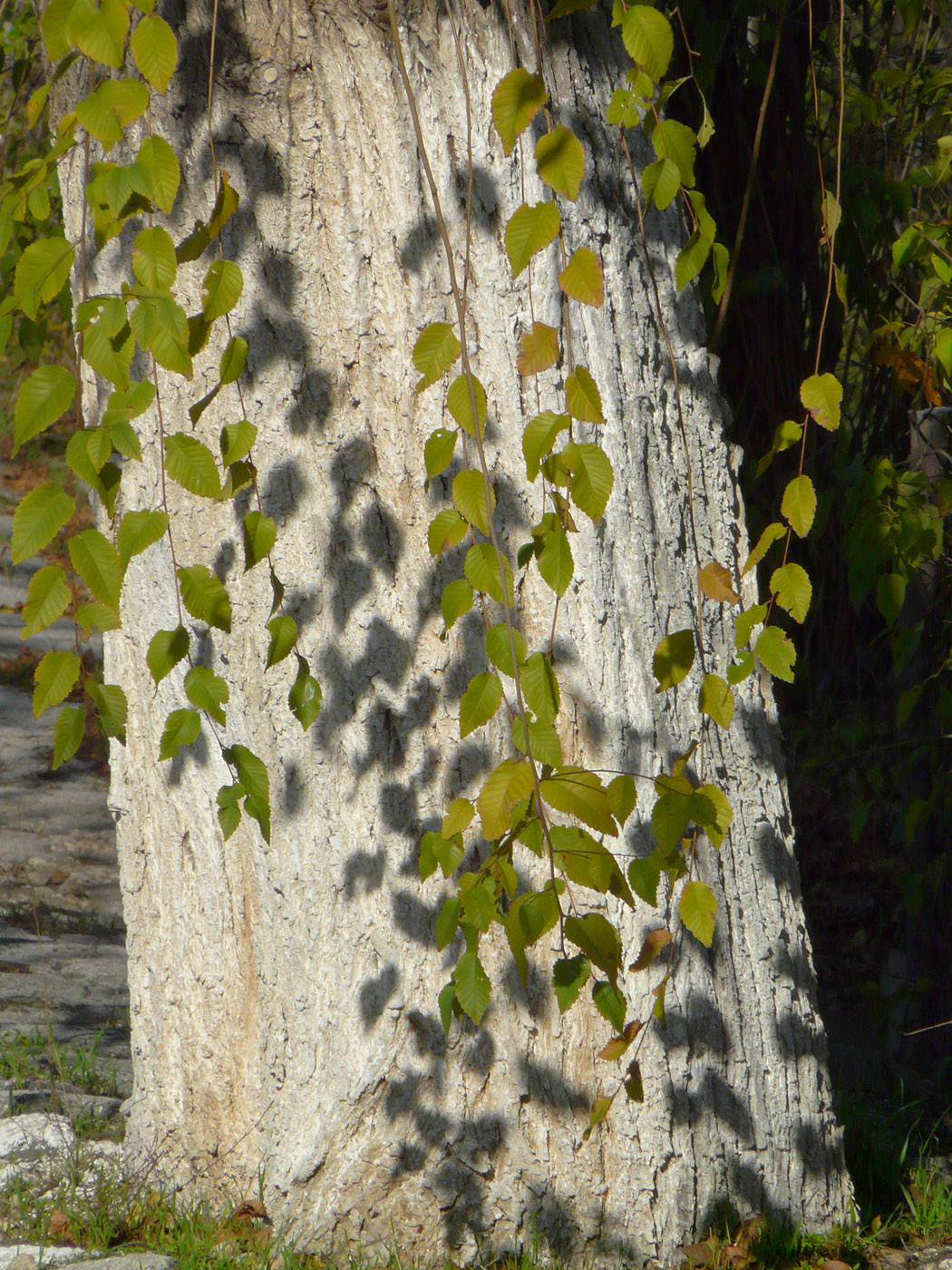 Изображение особи Ulmus pumila.