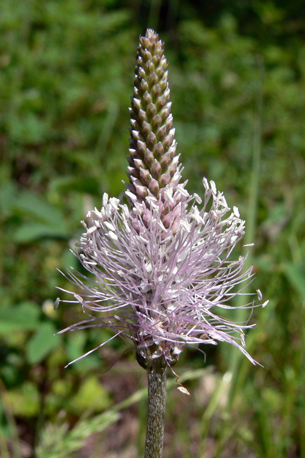 Image of Plantago media specimen.