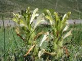 Pedicularis songarica. Соцветия. Казахстан, юго-зап. часть Джунгарского Алатау, пер. Алтын-Эмель, лужайка на склоне западной экспозиции на мелкозёме. 5 мая 2012 г.