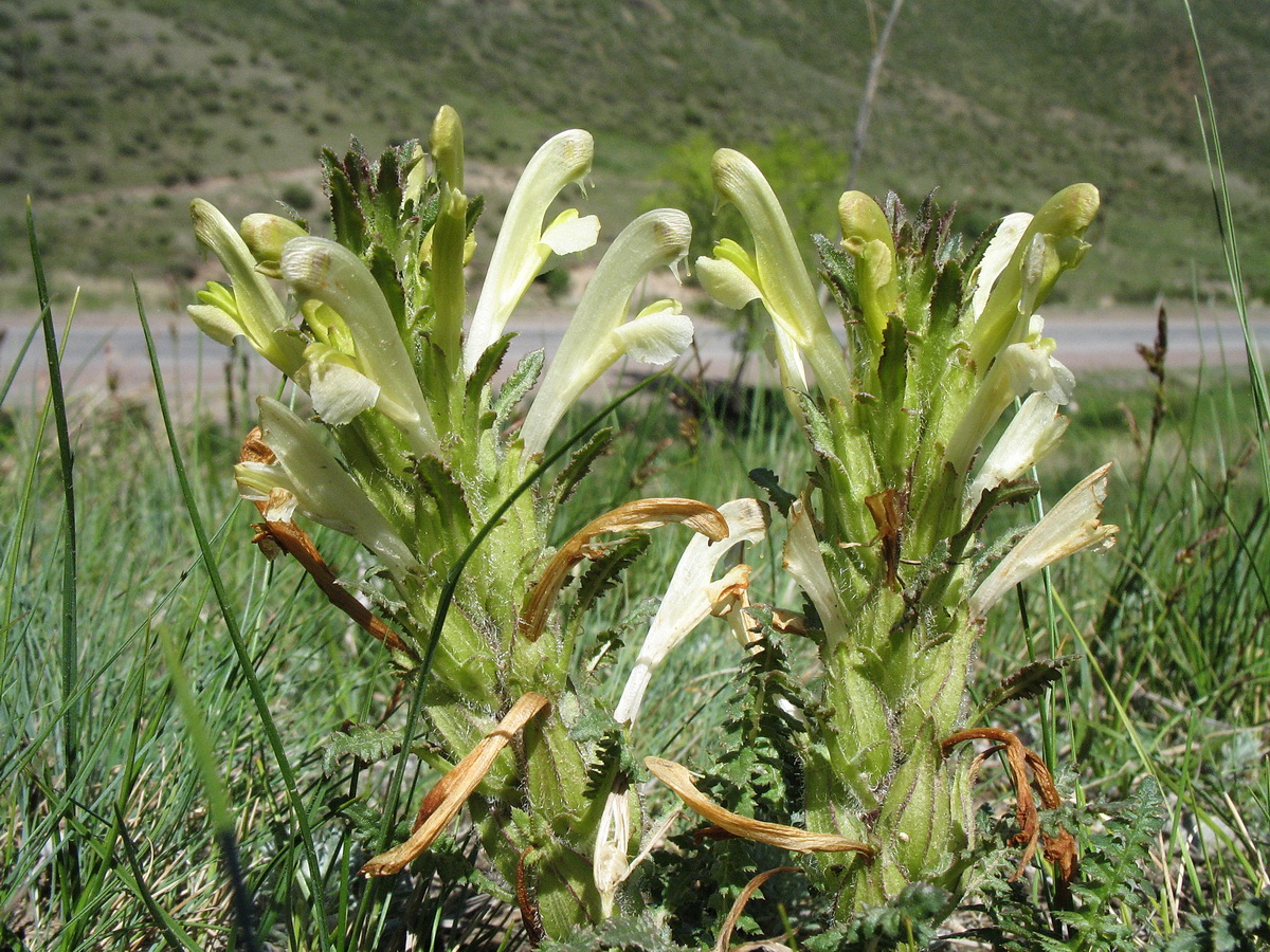 Image of Pedicularis songarica specimen.