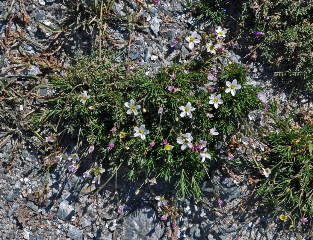 Image of Eremogone griffithii specimen.