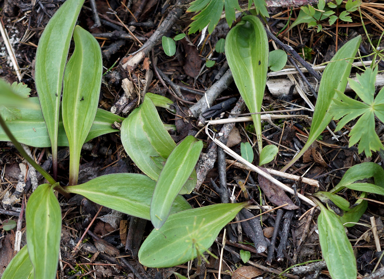 Image of Swertia obtusa specimen.