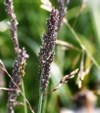 Poa glauca. Соцветие. Коми, Интинский р-н, Приполярный Урал, хр. Малдынырд, левый борт долины р. Балбанъю, приводораздельное плато над каром оз. Грубепендиты, болотистая низинка среди каменистой горной тундры. 30.07.2017.