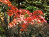 Acer palmatum. Ветвь с листьями в осенней раскраске. Южная Корея, Корейский Национальный Арборетум. 25.10.2017.