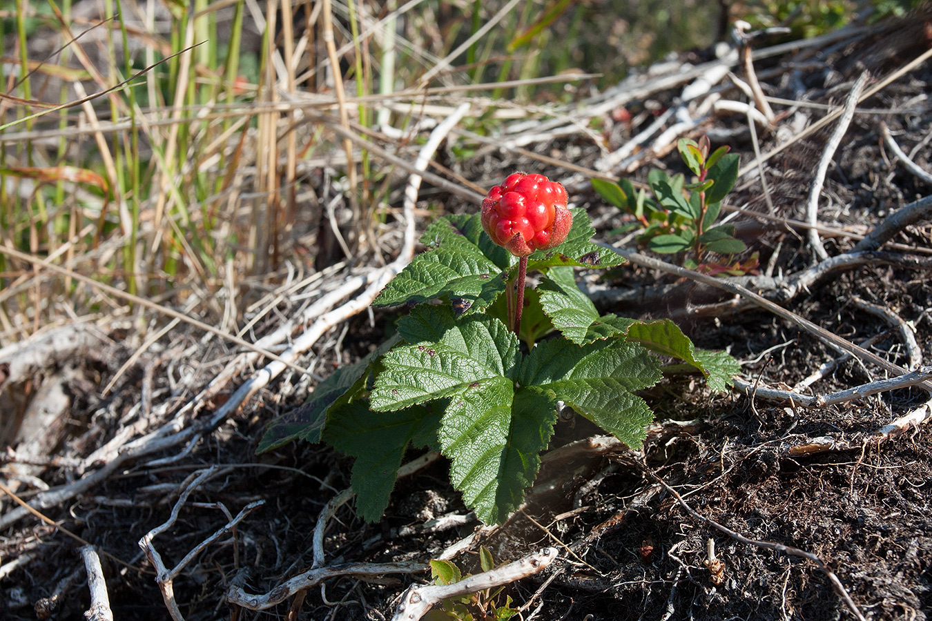 Изображение особи Rubus chamaemorus.