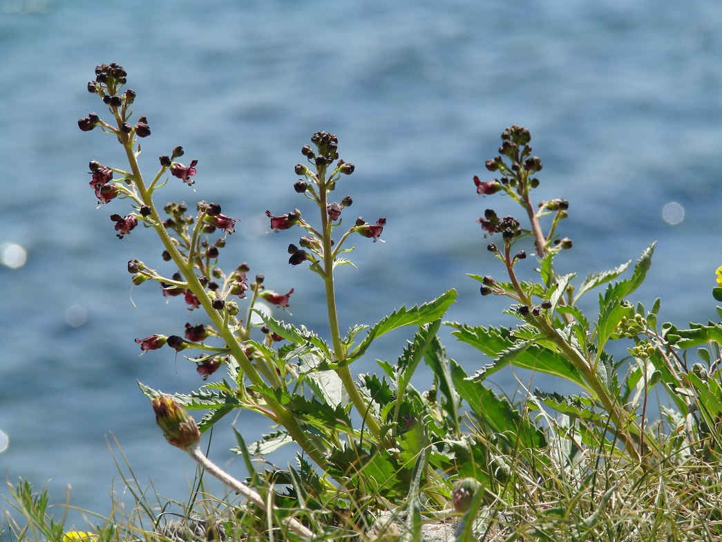 Image of Scrophularia incisa specimen.