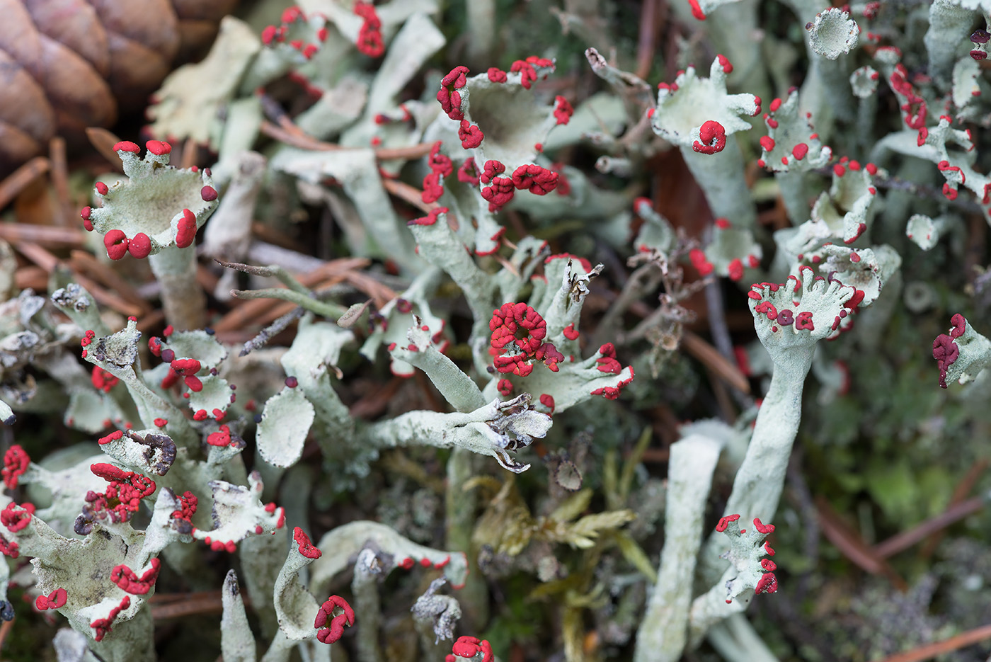 Image of Cladonia deformis specimen.