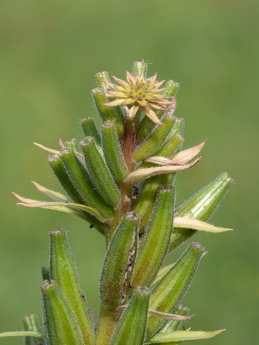 Изображение особи Oenothera rubricaulis.