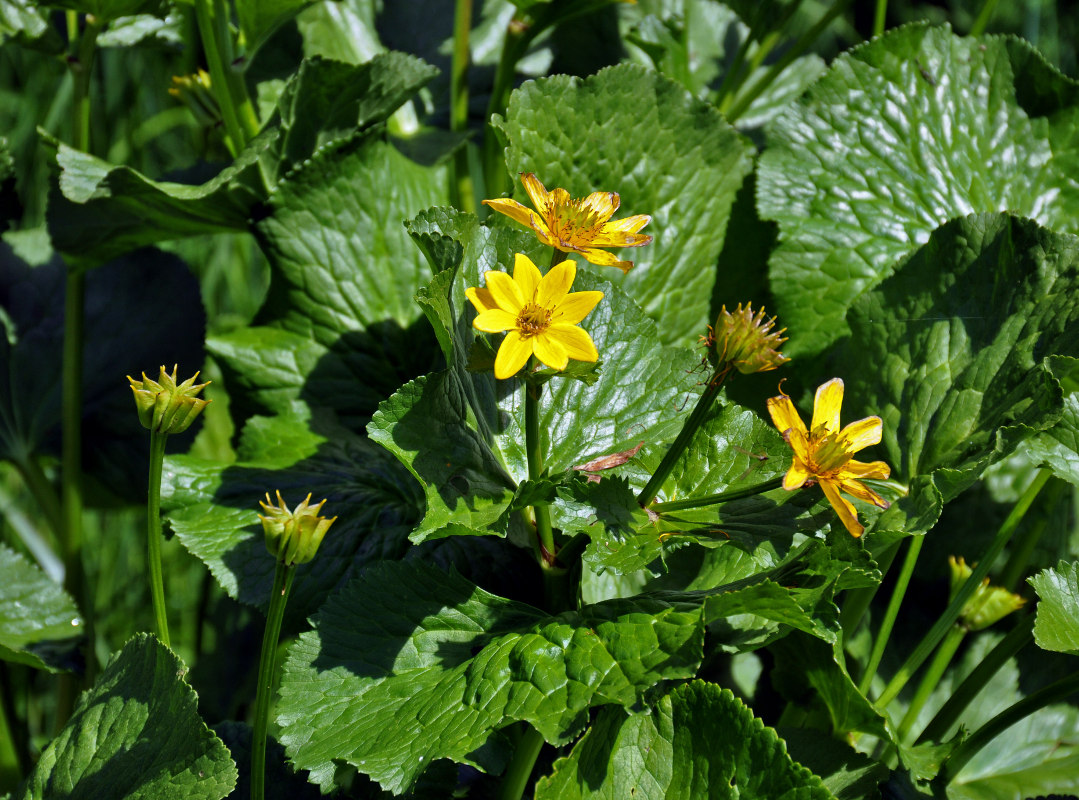 Image of Caltha polypetala specimen.