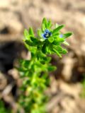 Veronica arvensis