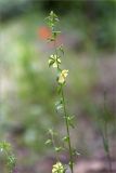 Verbascum orientale. Верхушка цветущего растения. Грузия, г. Тбилиси, Центральный ботанический сад АН Грузии, обочина дорожки с щебенистым грунтом. 15.05.2017.