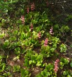 Pyrola incarnata. Цветущие растения (вид сверху). Магаданская обл., Ольский р-н, Ольское шоссе, на обочине второстепенной дороги, среди Larix cajanderi и Duschekia fruticosa. 01.07.2016.