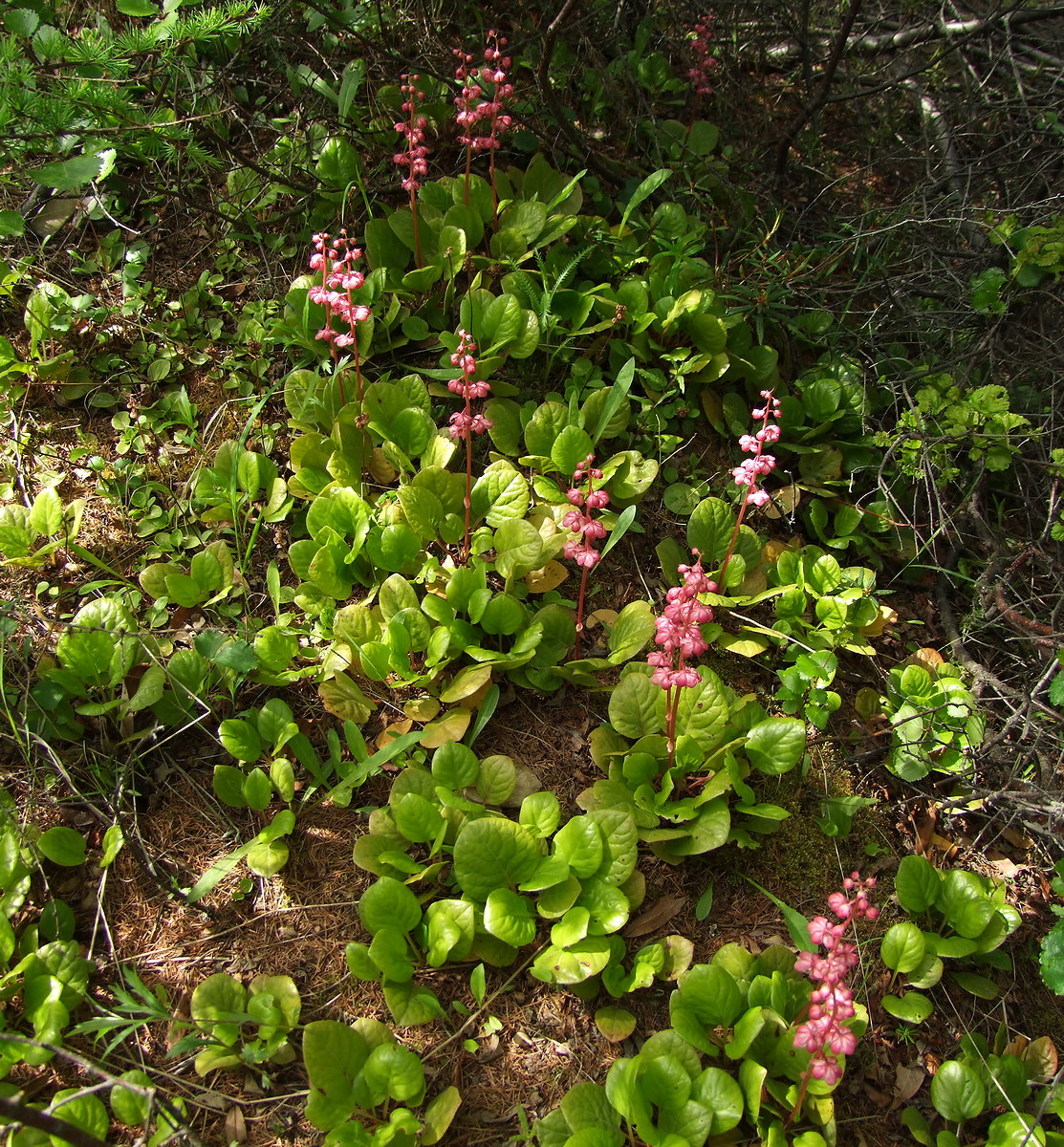 Image of Pyrola incarnata specimen.