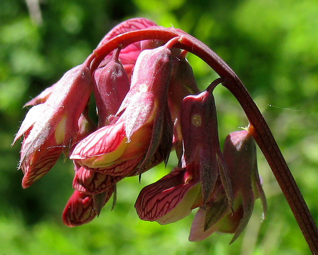 Изображение особи Lathyrus pisiformis.