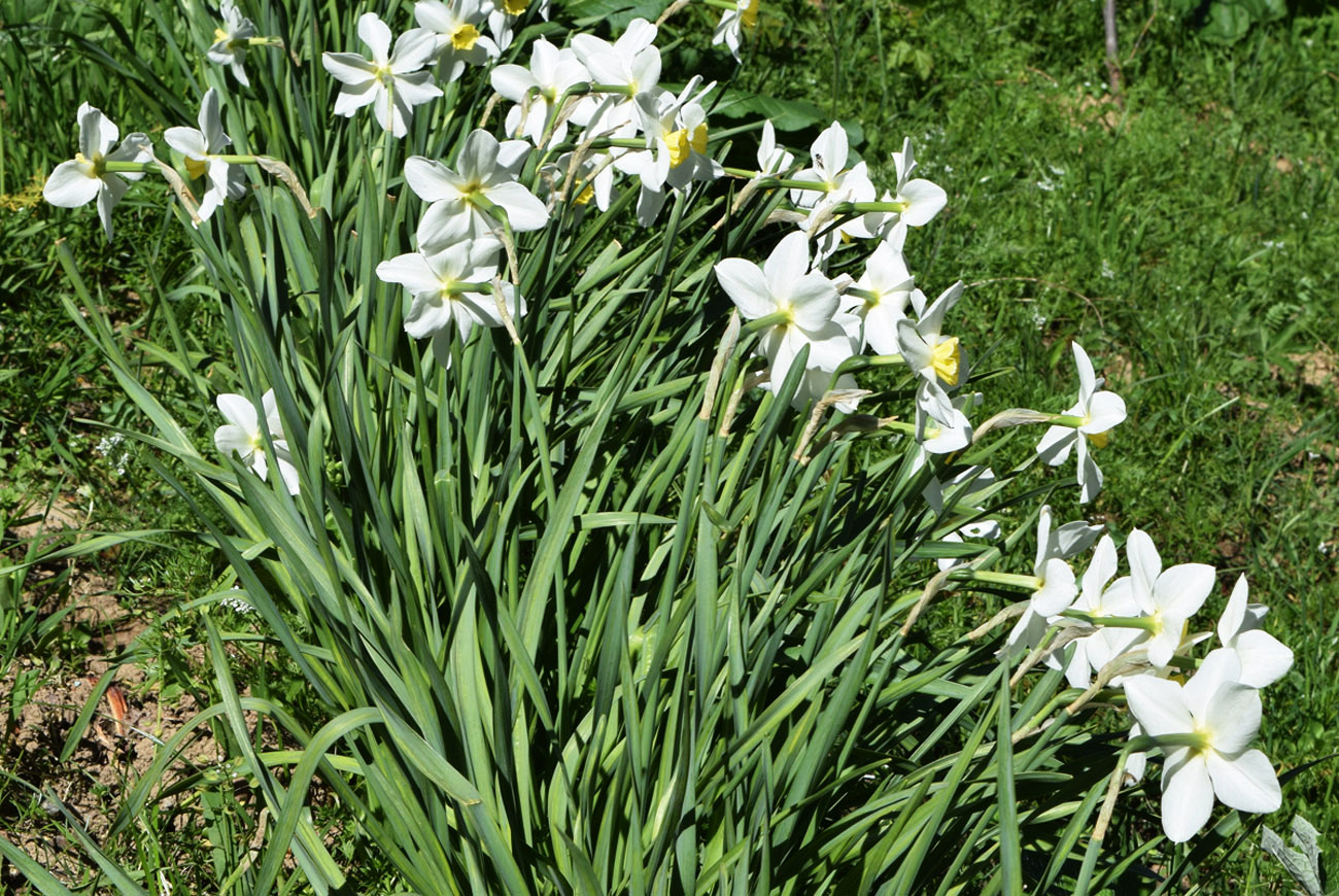 Image of genus Narcissus specimen.