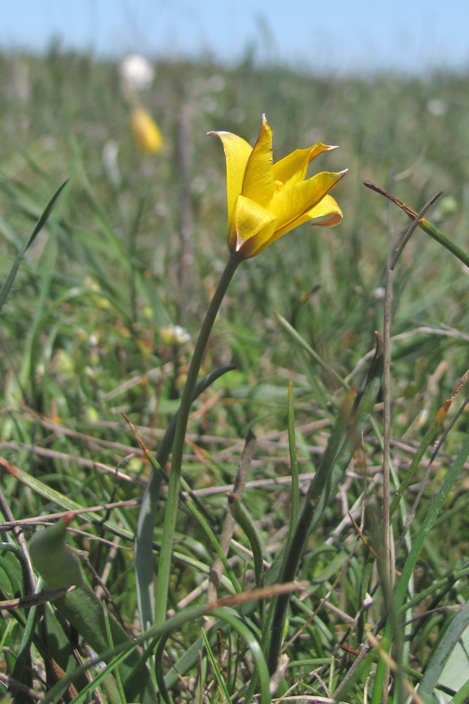 Image of Tulipa scythica specimen.