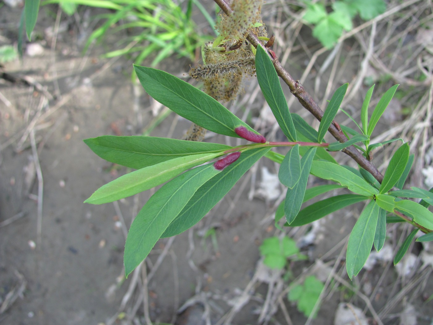 Image of Salix elbursensis specimen.