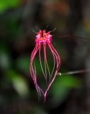 Bulbophyllum gracillimum. Соцветие. Малайзия, о-в Калимантан, национальный парк Бако, песчаниковое плато, ≈ 100 м н.у.м., заболоченный \"верещатниковый\" лес. 10.05.2017.