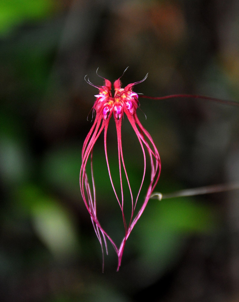 Image of Bulbophyllum gracillimum specimen.