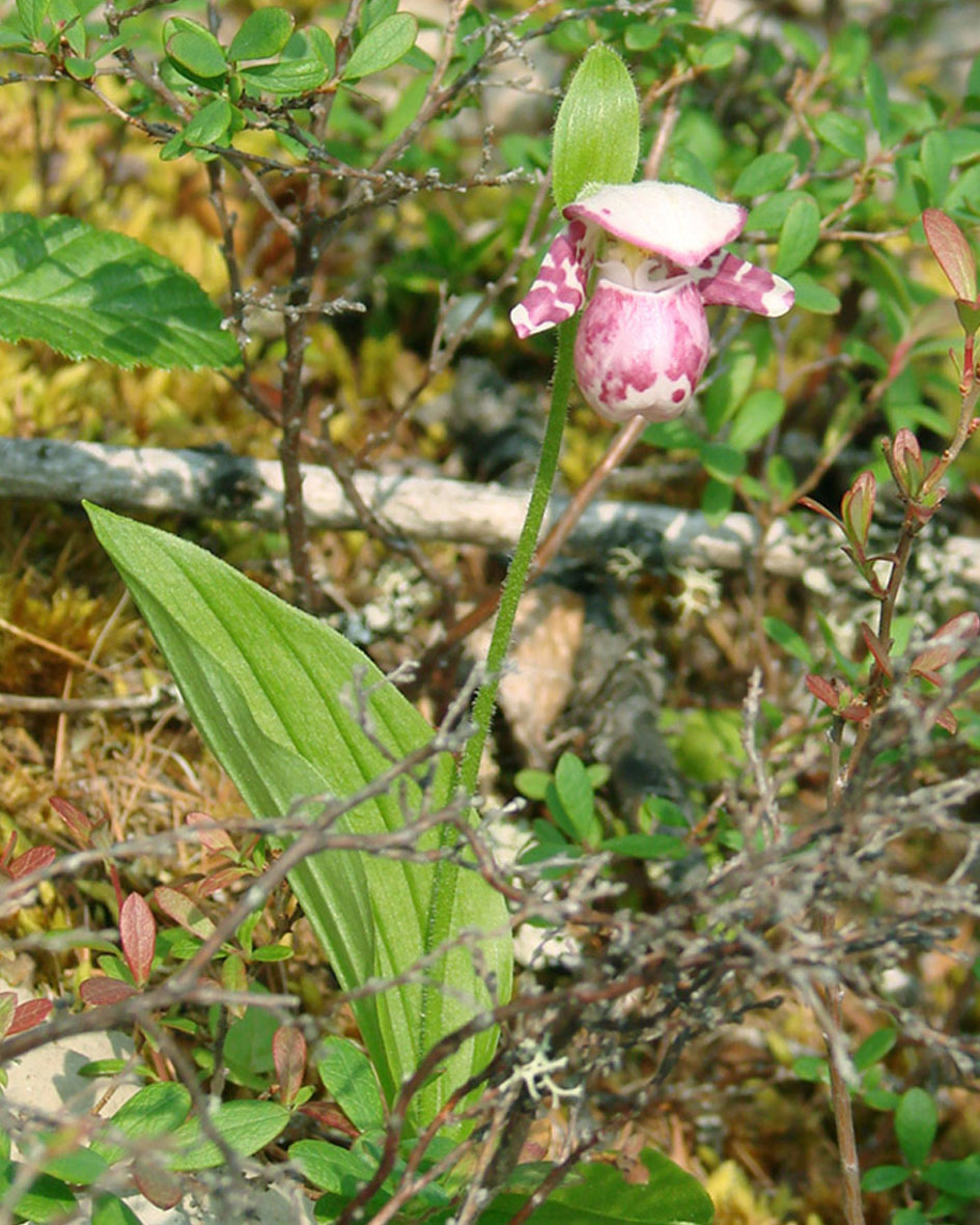 Изображение особи Cypripedium guttatum.