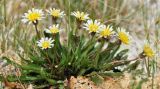 Taraxacum leucanthum. Цветущее растение. Республика Бурятия, Иволгинский р-н, берег оз. Белое (соленое). 24.05.2018.