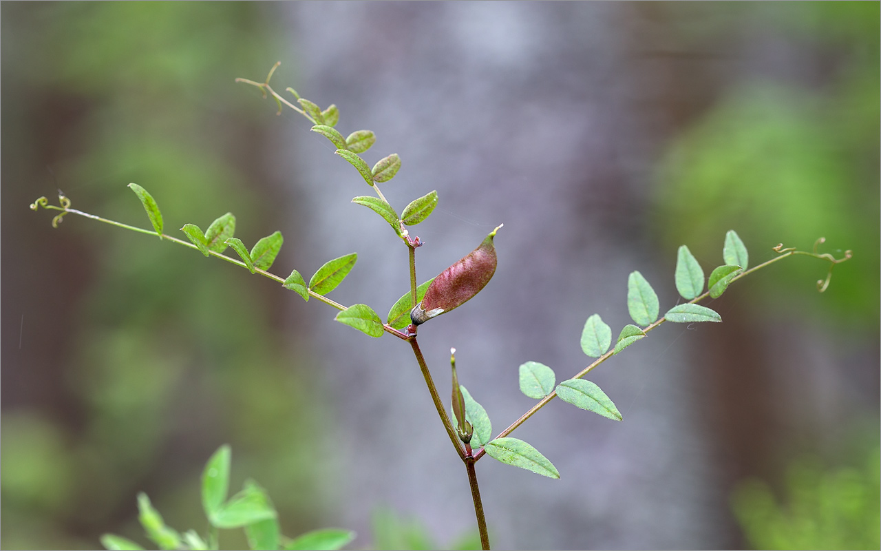 Image of Vicia sepium specimen.