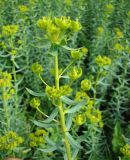 Euphorbia stepposa