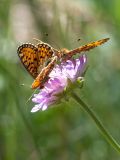 Knautia arvensis