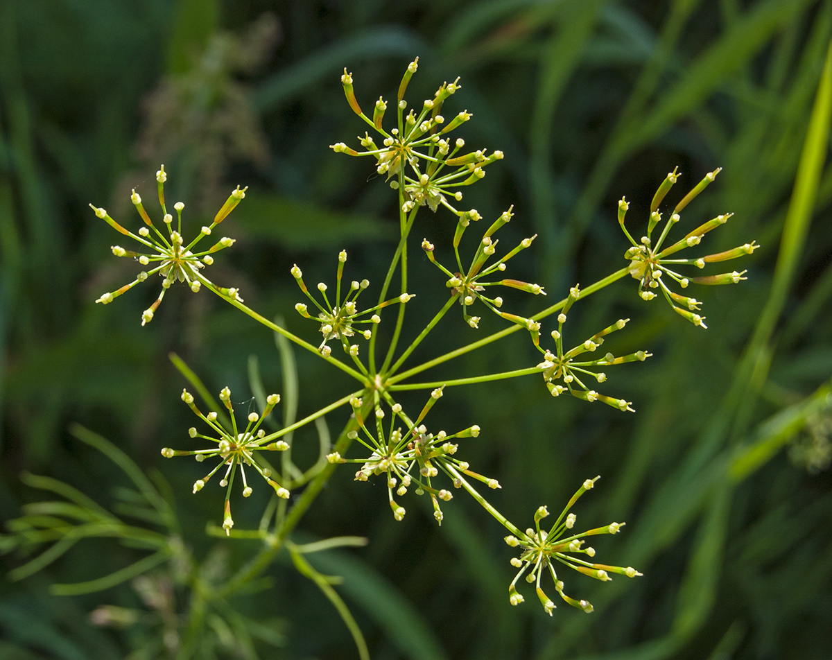 Image of Anthriscus sylvestris specimen.