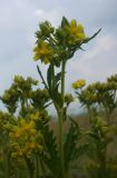 Potentilla longifolia