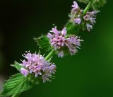 род Mentha. Часть побега с соцветиями. Московская обл., Раменский р-н, Хрипань, дачный участок. 29.07.2018.