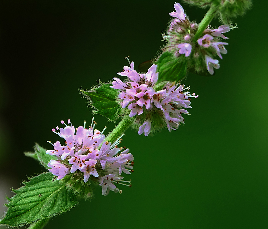 Image of genus Mentha specimen.