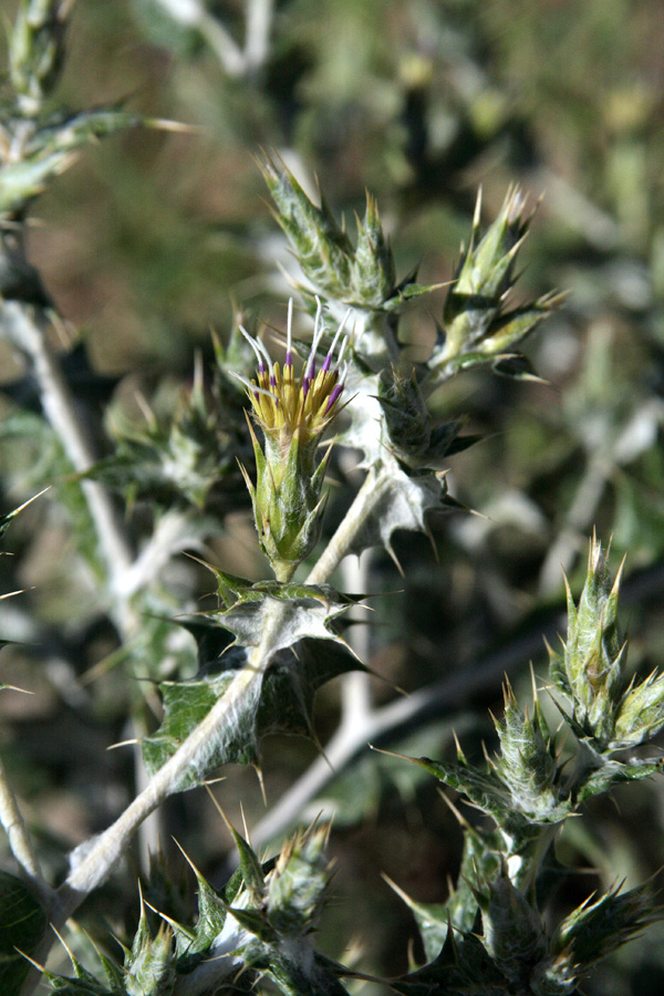 Image of Cousinia resinosa specimen.