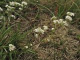 Galium saxatile. Верхушка побега с соцветиями. Нидерланды, провинция Drenthe, национальный парк Drentsche Aa, окр. деревни Oudemolen, вересковая пустошь. 13 июня 2010 г.