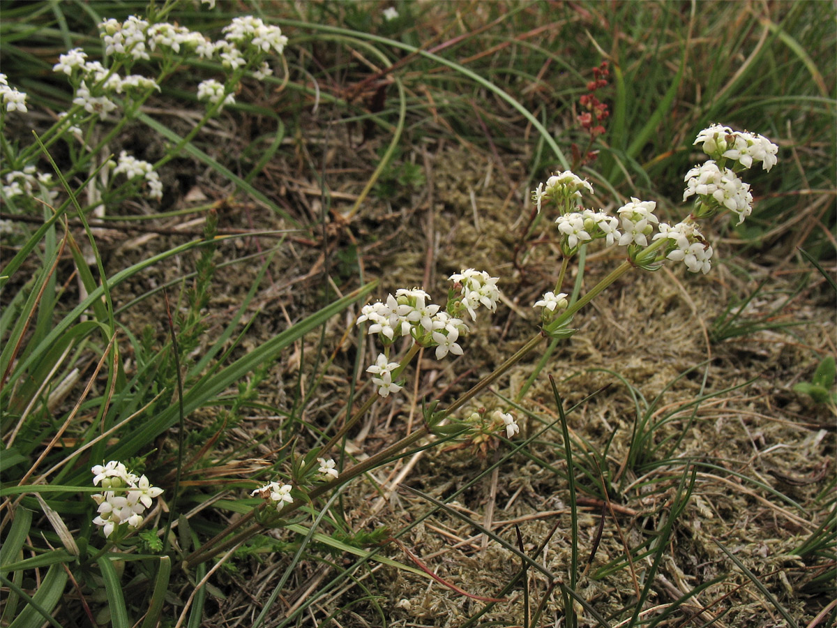 Image of Galium saxatile specimen.