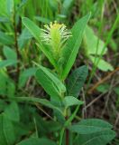 Salix myrtilloides. Верхушка побега с мужским соцветием. Приморский край, Кавалеровский р-н, на правом берегу р. Зеркальная вблизи устья, на травяном болоте. 09.08.2018.