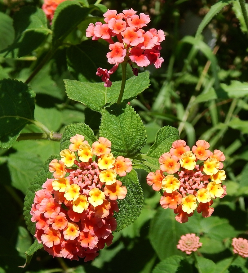 Изображение особи Lantana camara.