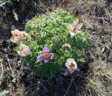 Pulsatilla multifida. Отцветающее растение. Чукотка, Чаунский р-н, западные окр. г. Певек, побережье. 16.06.2018.