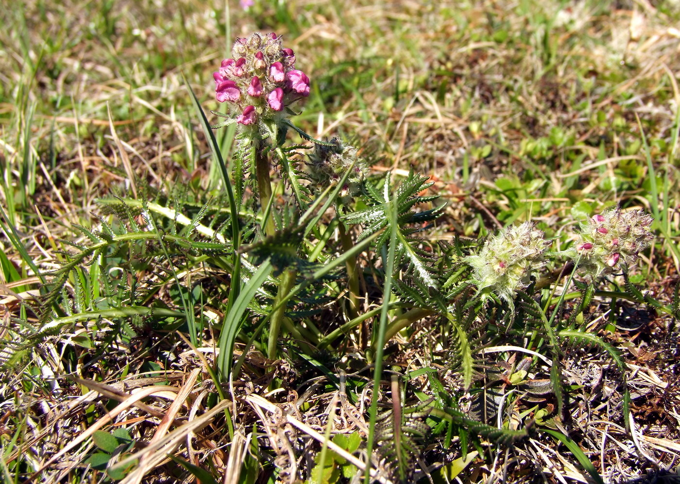 Изображение особи Pedicularis interioroides.