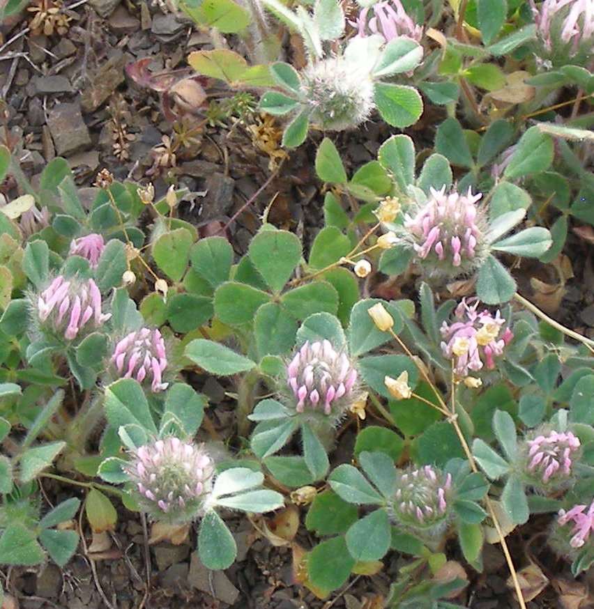 Image of Trifolium hirtum specimen.