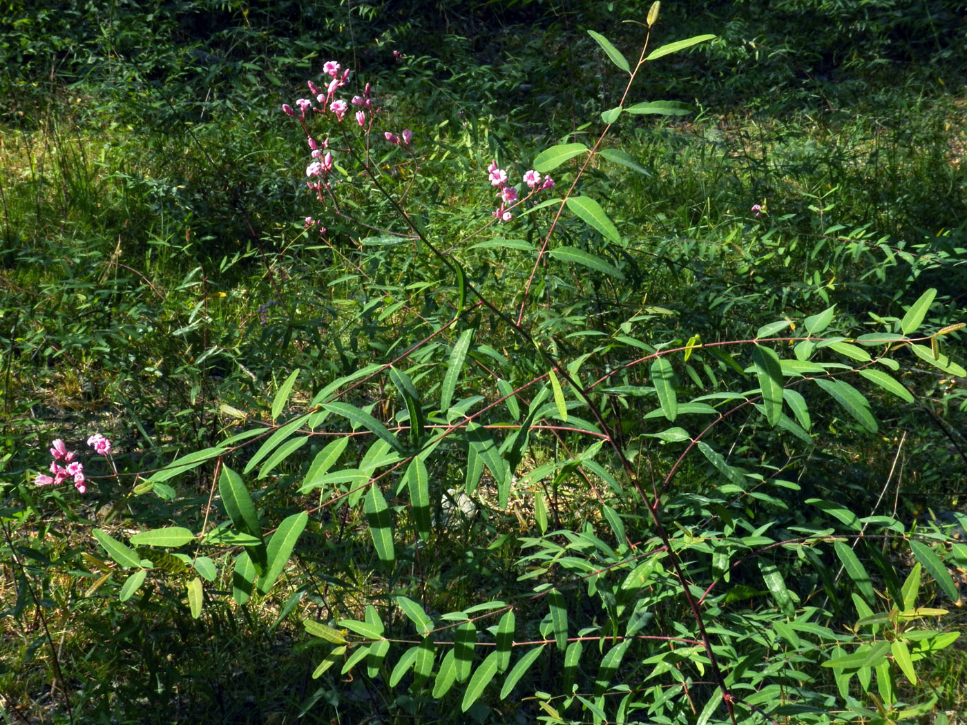 Image of Trachomitum lancifolium specimen.