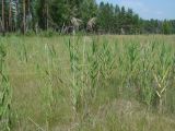 Phragmites australis. Вегетирующие растения с прошлогодними сухими побегами. Иркутская обл., Усольский р-н, долина р. Китой, луг. 18.07.2018.