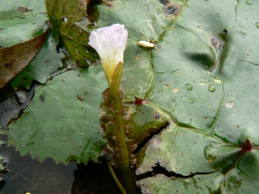 Image of Ottelia alismoides specimen.