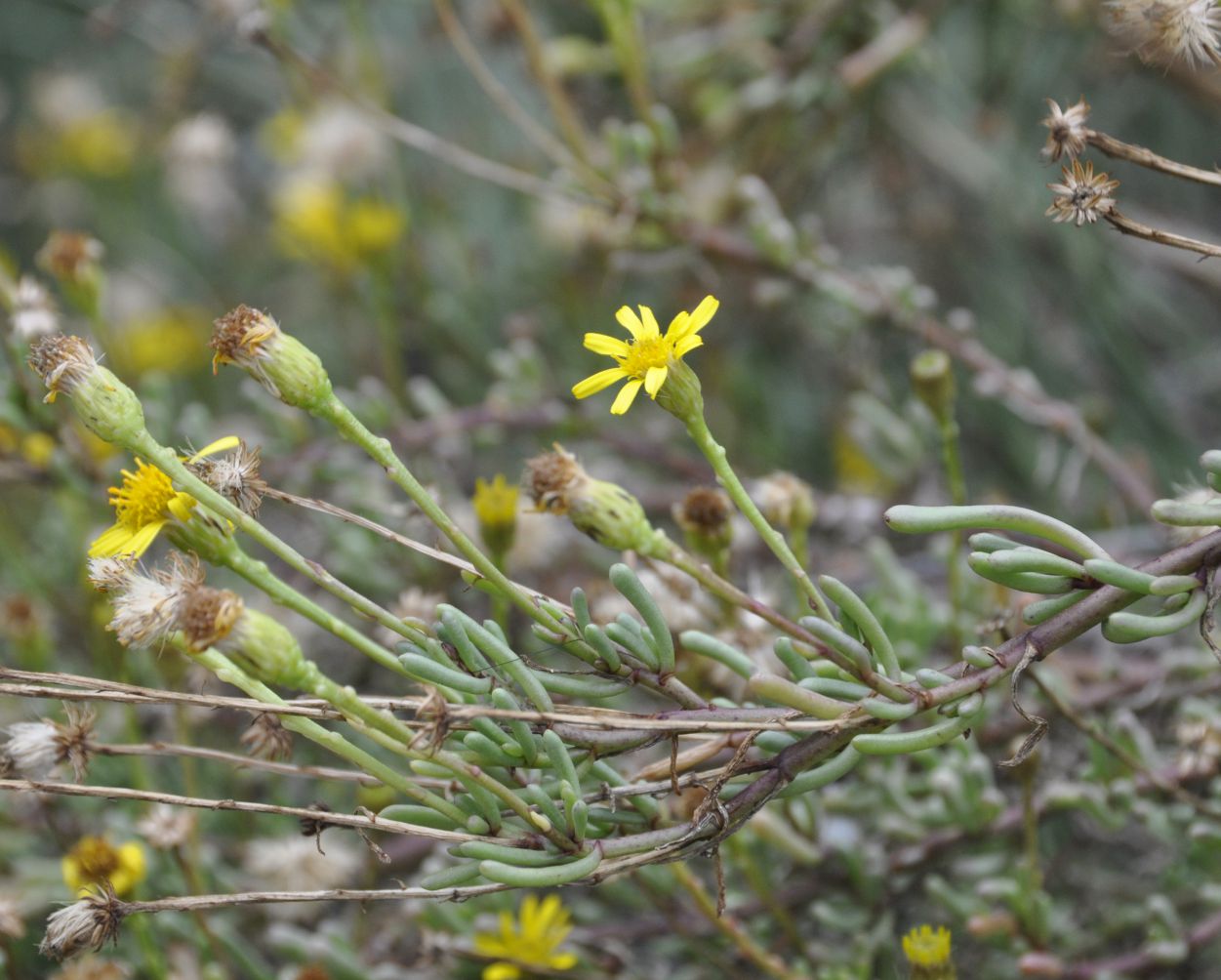 Изображение особи Limbarda crithmoides.