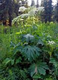 Heracleum dissectum. Цветущее растение. Красноярский край, Ермаковский р-н, природный парк \"Ергаки\", долина р. Тушканчик, ≈ 1200 м н.у.м., опушка хвойного леса. 13.07.2018.