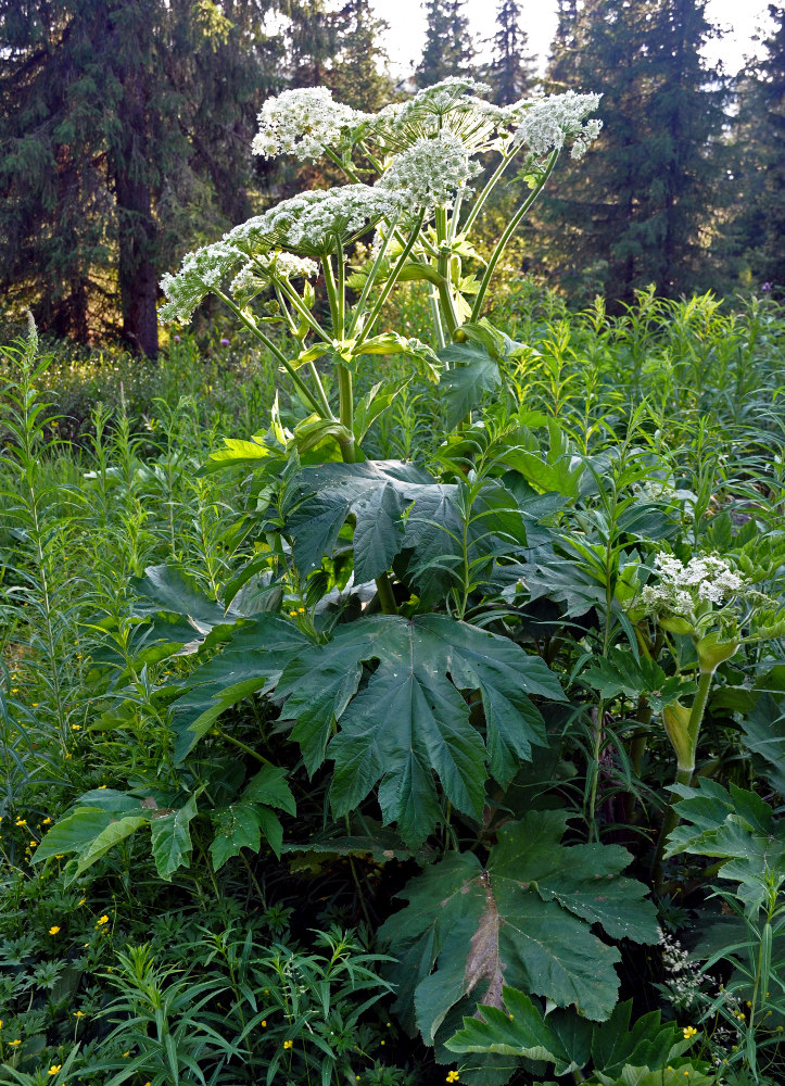 Изображение особи Heracleum dissectum.