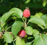 Malus prunifolia. Веточка с плодами. Казахстан, Восточно-Казахстанская обл., г. Усть-Каменогорск, Архитектурно-ландшафтный музей-заповедник, в культуре. 26.08.2018.